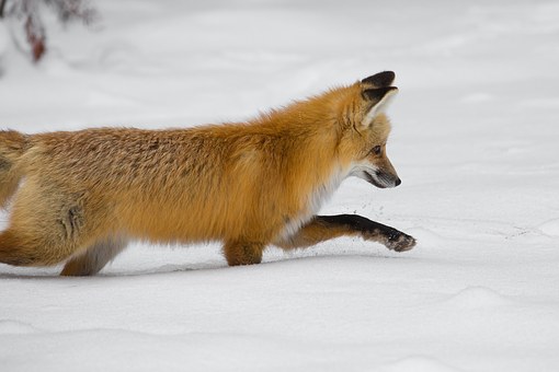 red-fox-1119118__340